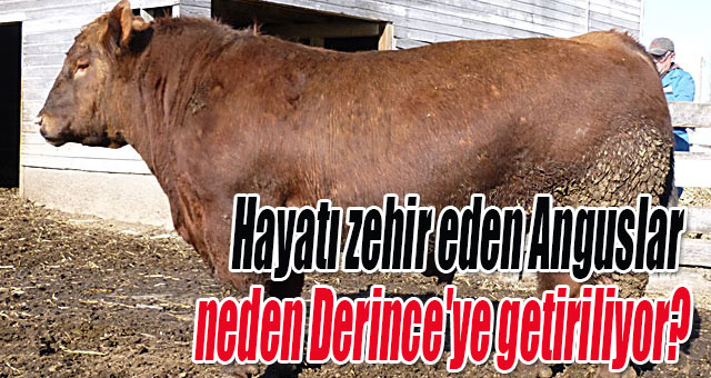 Hayatı zehir eden Anguslar neden Derince'ye getiriliyor?
