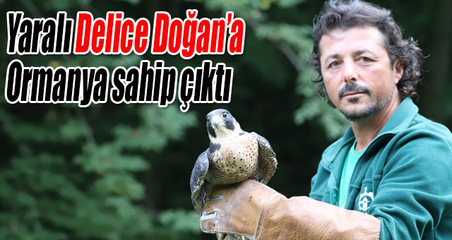 Yaralı Delice Doğan’a Ormanya sahip çıktı