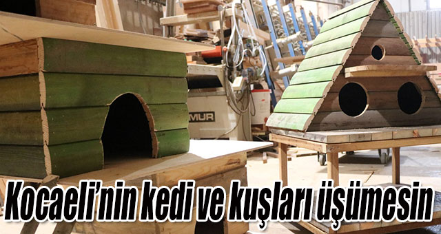 Kocaeli’nin kedi ve kuşları üşümesin