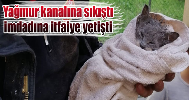 Yağmur kanalına sıkışan kediyi itfaiye kurtardı