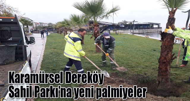 Karamürsel Dereköy Sahil Parkı’na yeni palmiyeler