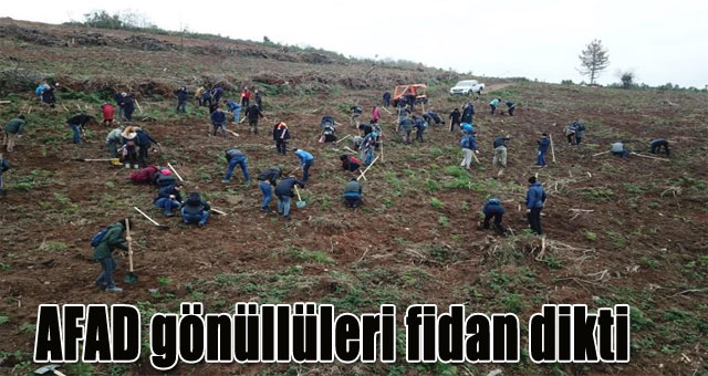 AFAD gönüllülerle fidan dikti
