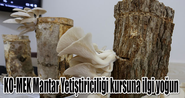 KO-MEK Mantar Yetiştiriciliği kursuna ilgi yoğun