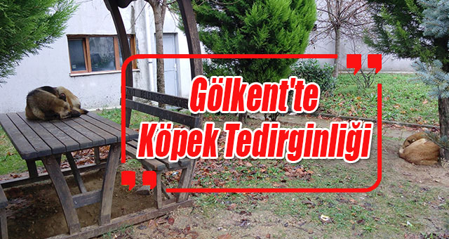 Gölkent'te Köpek Tedirginliği