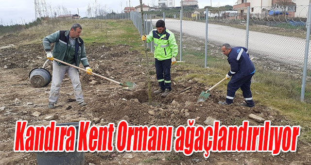 Kandıra Kent Ormanı ağaçlandırılıyor