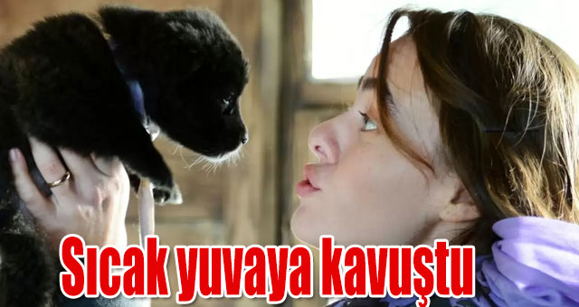 Bin 507 sokak hayvanı sıcak yuvaya kavuştu