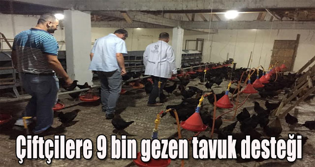 Çiftçilere 9 bin gezen tavuk desteği