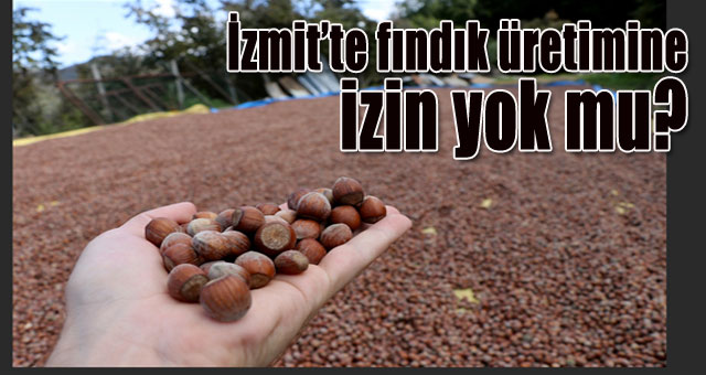 İzmit'te fındık üretimine izin yok mu?