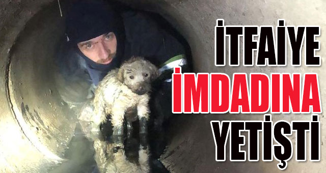 Yağmur kanalına sıkışan köpeği, itfaiye kurtardı