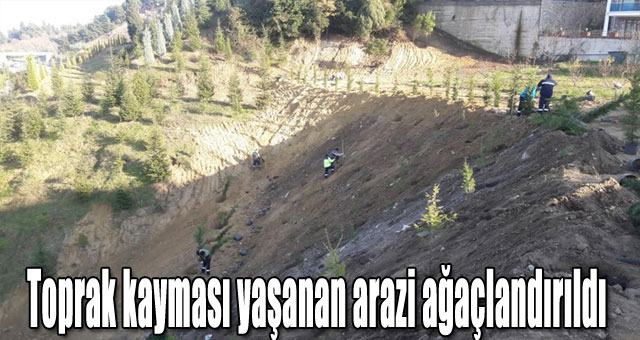 Toprak kayması yaşanan arazi ağaçlandırıldı