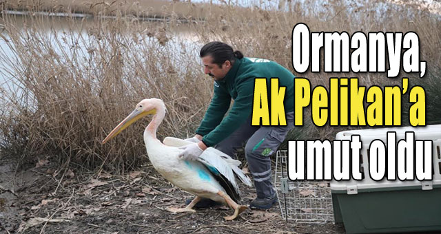 Ormanya, Ak Pelikan’a umut oldu