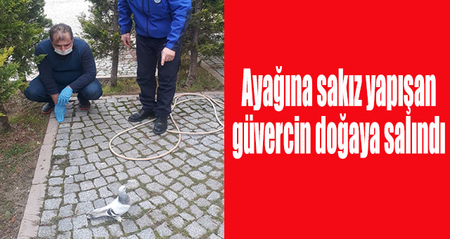 Ayağına sakız yapışan güvercin doğaya salındı