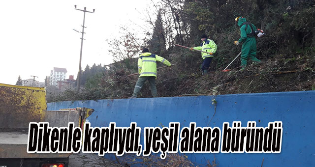 Dikenle kaplıydı, yeşil alana büründü