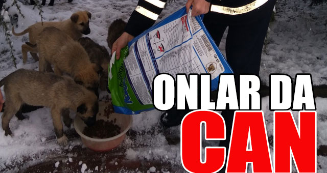 İzmit Belediyesi sokak hayvanlarını unutmuyor