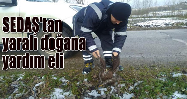 SEDAŞ'tan yaralı doğana yardım eli
