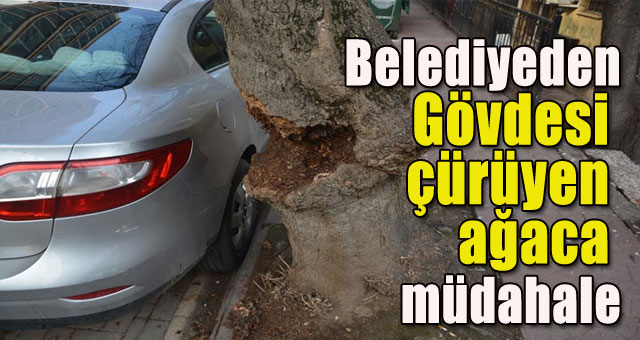  Bekediyeden gövdesi çürüyen ağaca müdahale 