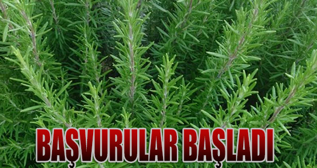 Alım garantili ‘Tıbbi ve Aromatik Bitki Üreticiliği’ başvuruları başladı