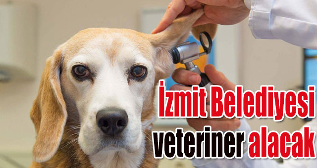 İzmit Belediyesi veteriner alacak