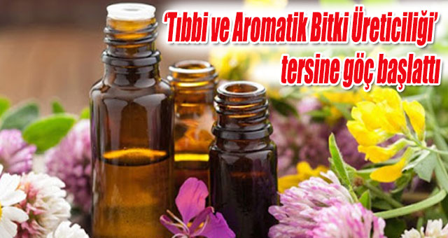 ‘Tıbbi ve Aromatik Bitki Üreticiliği’ tersine göç başlattı