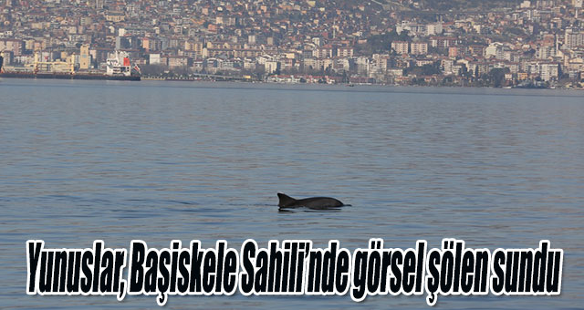 Yunuslar, Başiskele Sahili’nde görsel şölen sundu