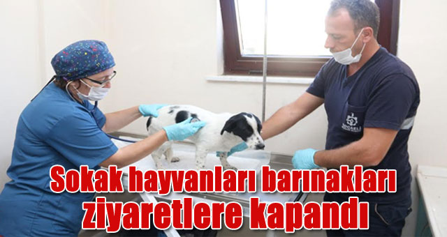Sokak hayvanları barınakları ziyaretlere kapandı