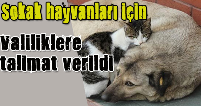 Sokak hayvanları için genelge