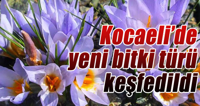 Kocaeli’de yeni bitki türü keşfedildi