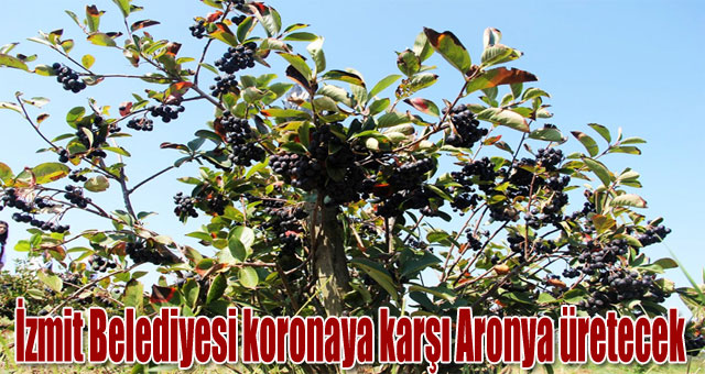 İzmit Belediyesi koronaya karşı Aronya üretecek