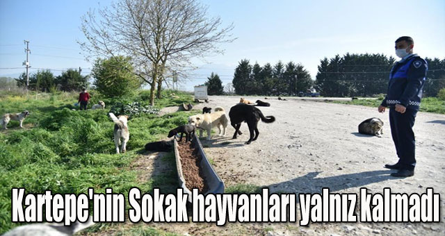 Kartepe'nin Sokak hayvanları yalnız kalmadı