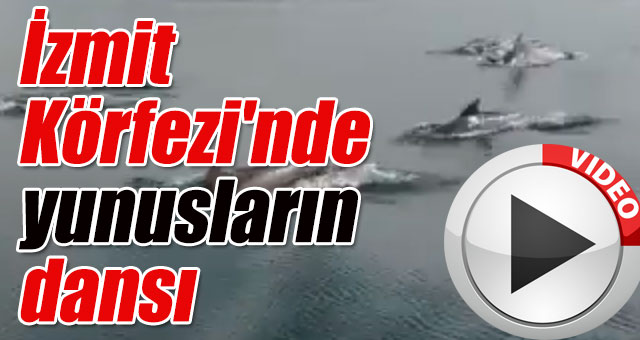 İzmit Körfezi'nde yunusların dansı