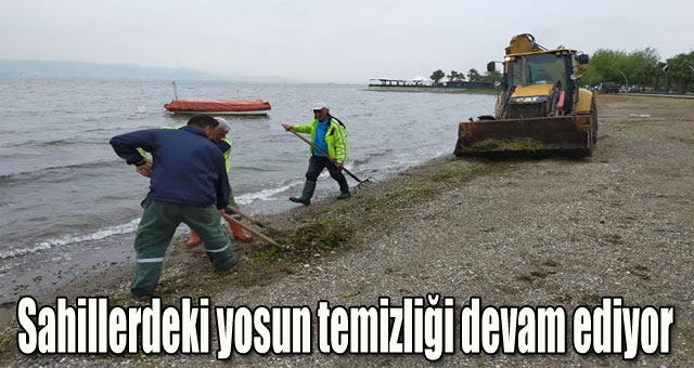 Sahillerdeki yosun temizliği devam ediyor