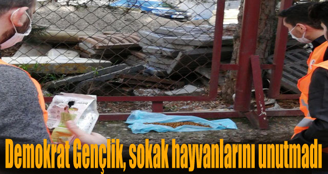 Demokrat Gençlik, sokak hayvanlarını unutmadı