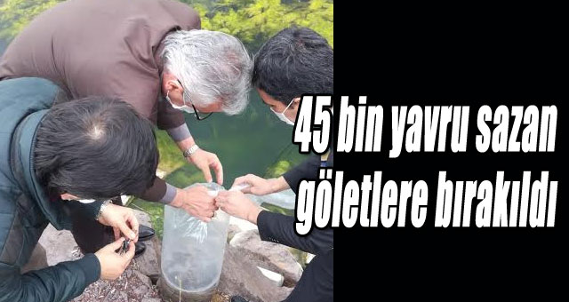 GÖLETLERE SAZAN YAVRUSU BIRAKILDI