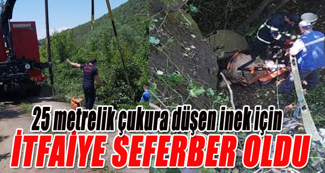 İnek 25 metrelik çukura düştü