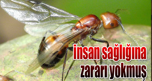 Bu canlıların insan sağlığına zararı yok