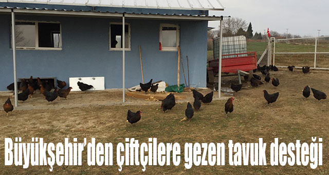 Büyükşehir’den çiftçilere gezen tavuk desteği