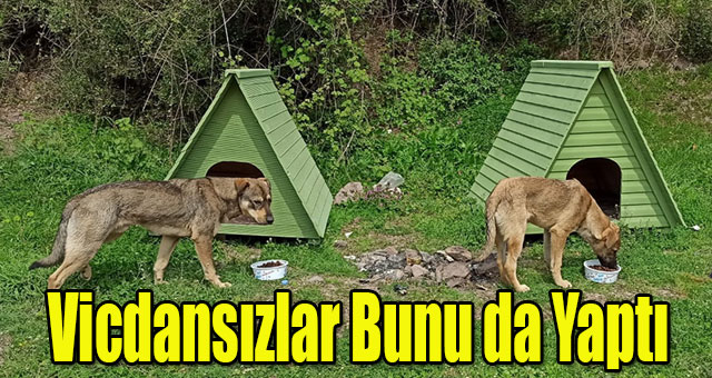 Vicdansızlar Bunu da Yaptı