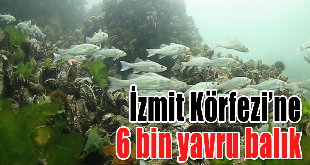 İzmit Körfezi’ne 6 bin yavru balık