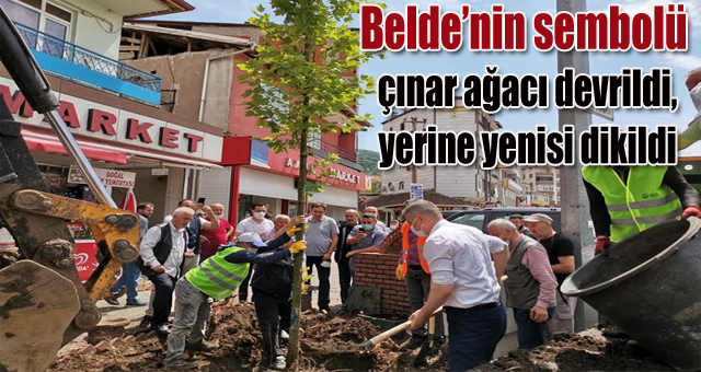  Beldenin sembolü çınar ağacı  devrildi, yerine yenisi  dikildi
