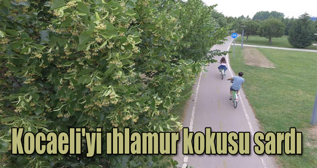 Kocaeli'yi ıhlamur kokusu sardı