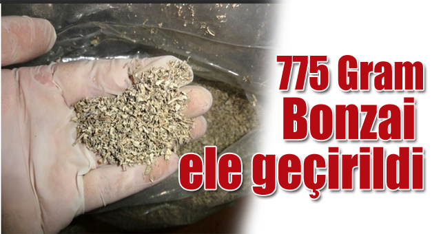775 Gram bonzai ele geçirildi