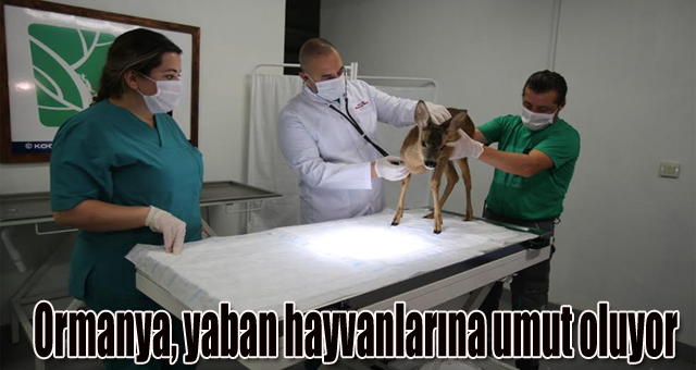 Ormanya, yaban hayvanlarına umut oluyor