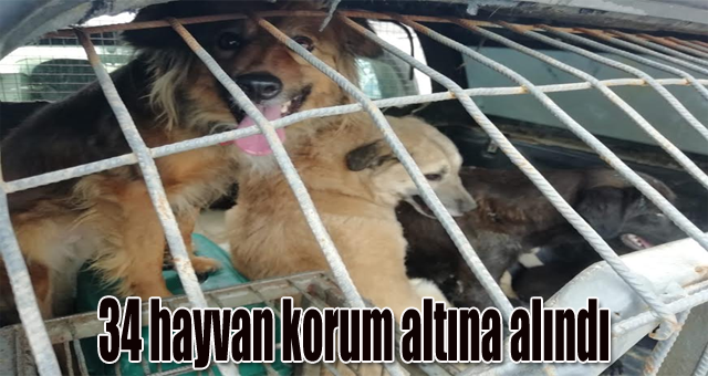 34 hayvan korum altın alındı