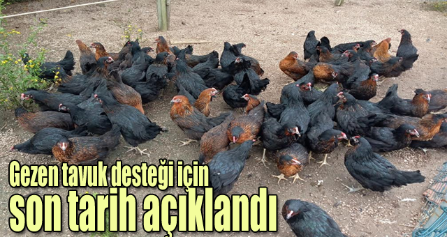 Gezen tavuk desteği için son tarih açıklandı