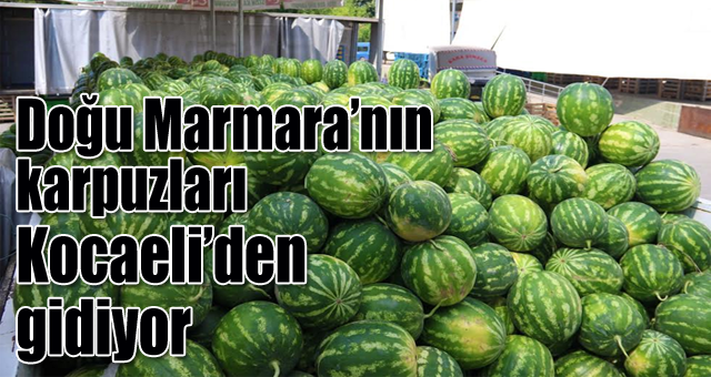 Doğu Marmara’nın karpuzları Kocaeli’den gidiyor