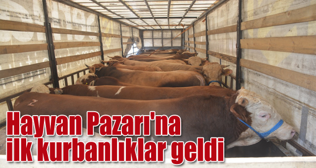  Hayvan Pazarı'na ilk kurbanlıklar geldi