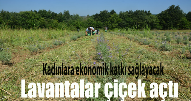 Lavantalar çiçek açtı