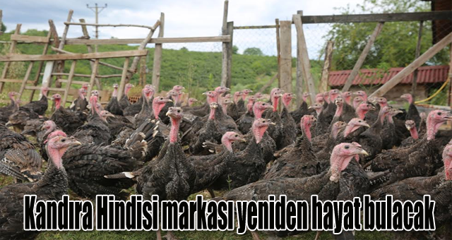 Kandıra Hindisi markası yeniden hayat bulacak