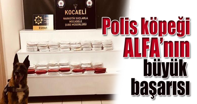 Polis köpeği Alfa'nın büyük başarısı 
