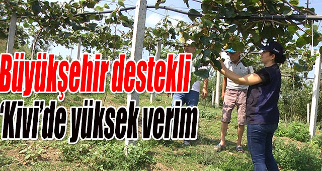 Büyükşehir destekli ‘Kivi’de yüksek verim